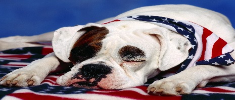 american_flag_on_white_boxer_dog